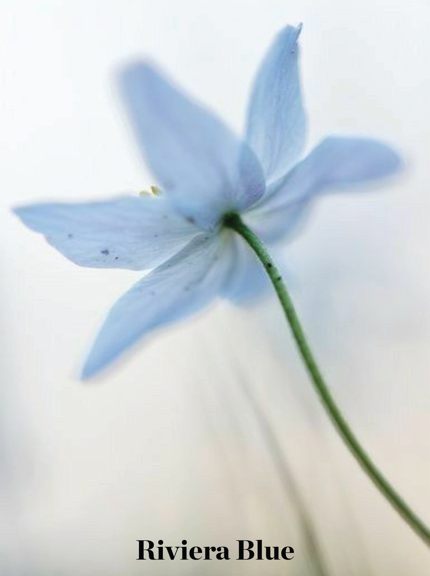 ג'קט פשתן מחויט