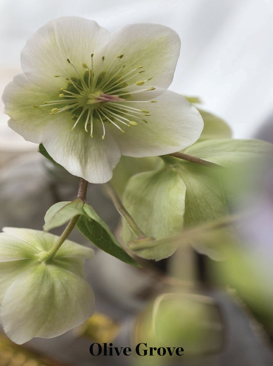 חולצה מכופתרת מודפסת